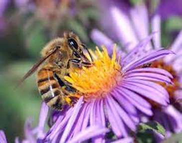 June is National Pollinators Month