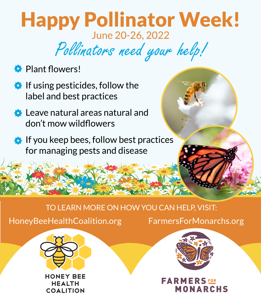 Pollinator Week!