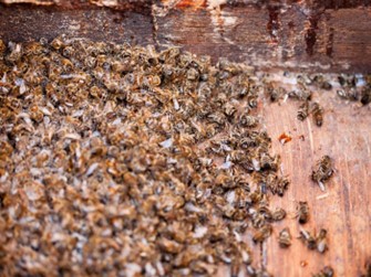 Australia is Exterminating Tens of Millions of Bees