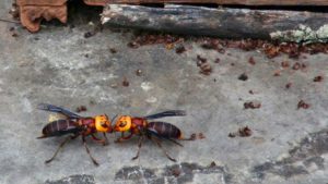 Irresistible Traps for Asian Giant Hornets