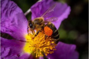 DNA in Honey Reveals Honey Bee Health