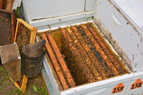 Dakotas Generate Millions of Dollars for Beekeepers