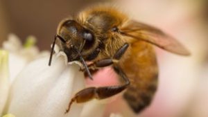 Australia 6 Months Without Honey Bees