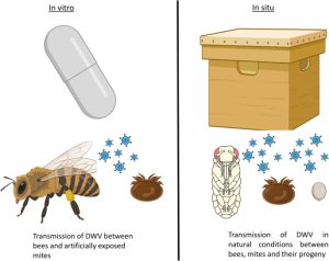 Transmission of Deformed Wing Virus Between Varroa Destructor Foundresses, Mite Offspring and Infested Honey Bees