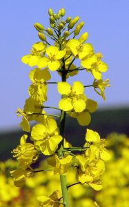 UK Researchers Find OSR Plants Are Weaker When Not Pollinated