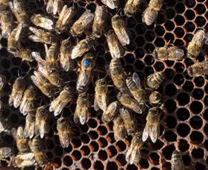 Bee Driven Mid-Life Crisis