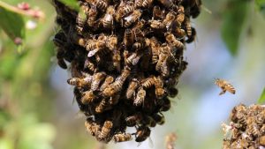 Feral Honey Bees to be Poisoned in NSW Varroa Mite Hotspots