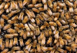 Backyard Beekeepers = Higher Colony Losses