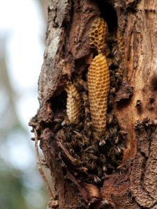 Wild Honey Bee Eradication in Australia