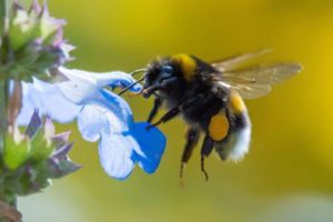 Bumblebees Play with Balls