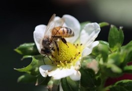 Research on Strawberry Pollination