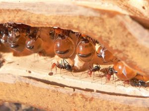 Honey Producing Ants