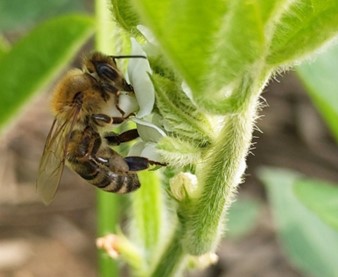Honey Bees Want Soybeans