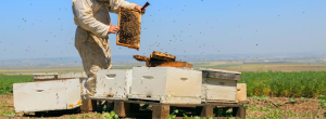 Beekeeping Critical Thoughts