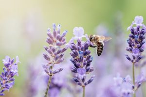 Pollinator Loss = Human Loss