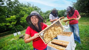 Bee Program Protects Pollinators