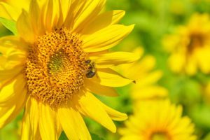Sunflowers Make Bumblebees Poop