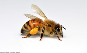 Research on Honey Bees
