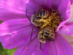 Colorado Native Bee Study