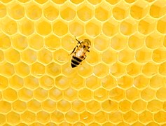 Honey Yield Down in New Zealand