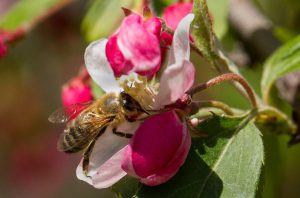 2023 Potentially Bad for Bees