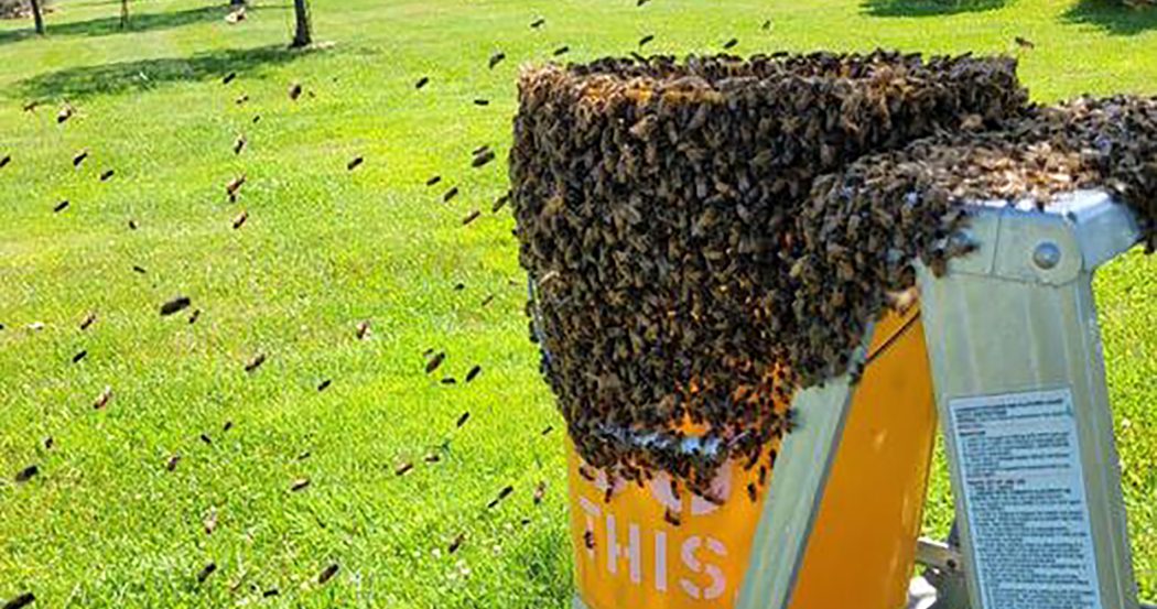 The Only Blue Hive Guide You'll Ever Need! (Bee Swarm Simulator) 