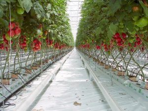 Bumblebee Production in Turkey