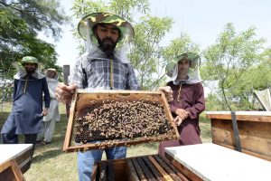 Small-Scale Beekeepers Earn More With Best Management Practices