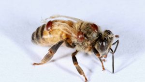 Varroa Resistance in NZ