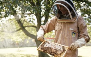 Royal Beekeeping