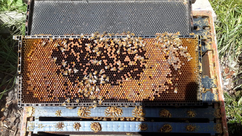 Interview with a Beekeeper — Botanical Formulations