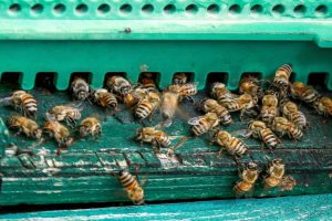 Climate Change & Bee Emergence
