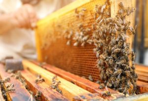 Beekeepers are Greenwashing