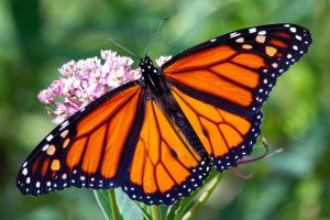 Monarchs’ White Spots
