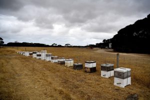 Australia Abandons Varroa Eradication