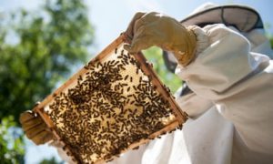 Beekeeping in Your 50’s | Bee Tradition