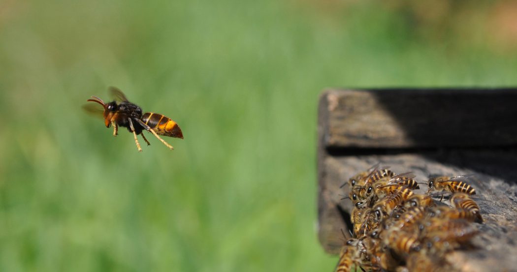 Yellow-legged Hornet in North America