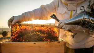 Beginner Beekeepers  Three Rivers Beekeeping Club - St. Charles MO