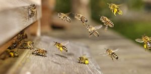 Bees Monitor Pollution