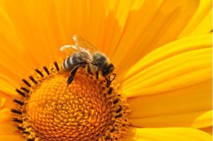 Honey Bees Switch Feeding