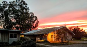 The Early Days | Bee Tradition