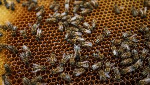 Honey Bee Health in Switzerland
