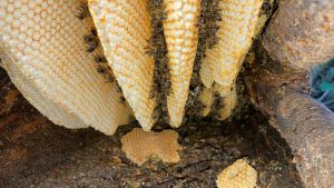 Wild Honey Bee Research