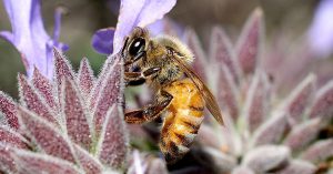 UC San Diego is Now a Bee Campus