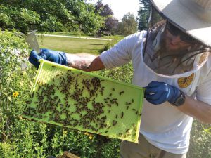 The Important Position of County Apiary Inspectors