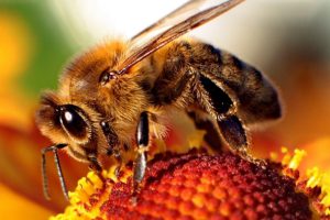 Including Keystone Species | Bee Tradition
