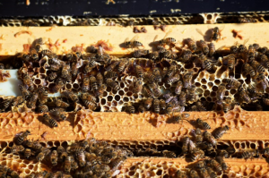 Vermont Honey Bee Colony Count