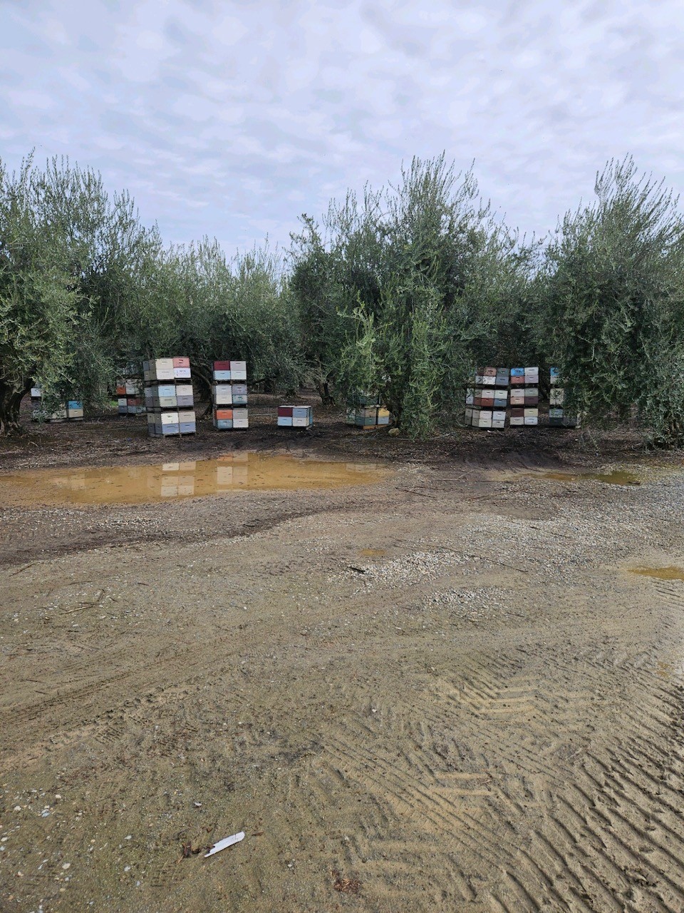 Bees in olives.