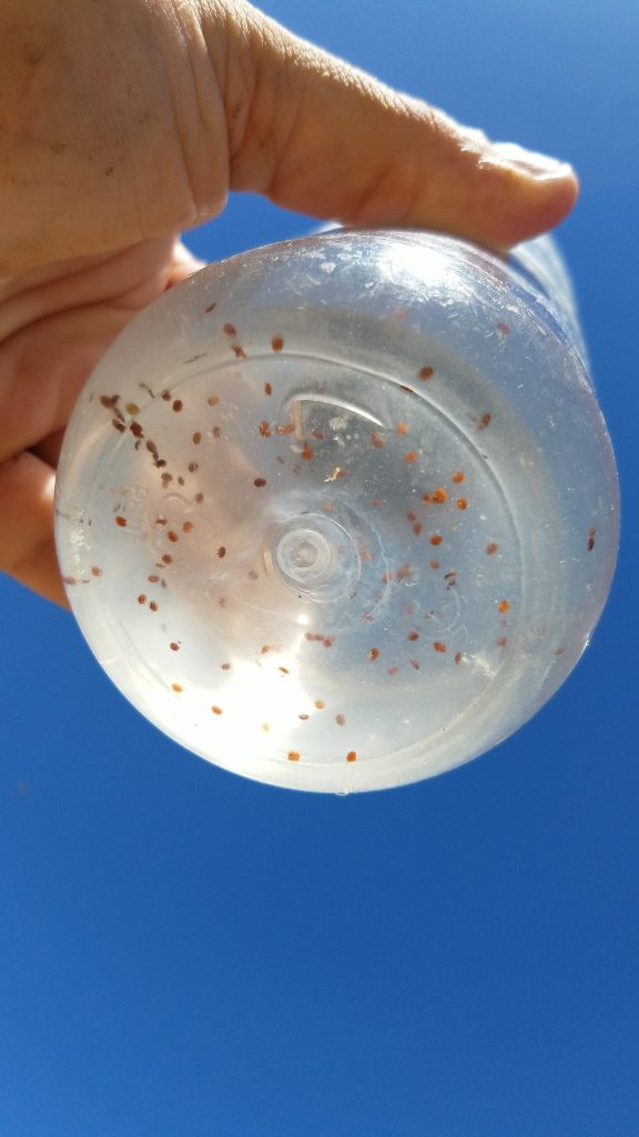 Analysis on the E. L. Niño Bee Lab at UC Davis