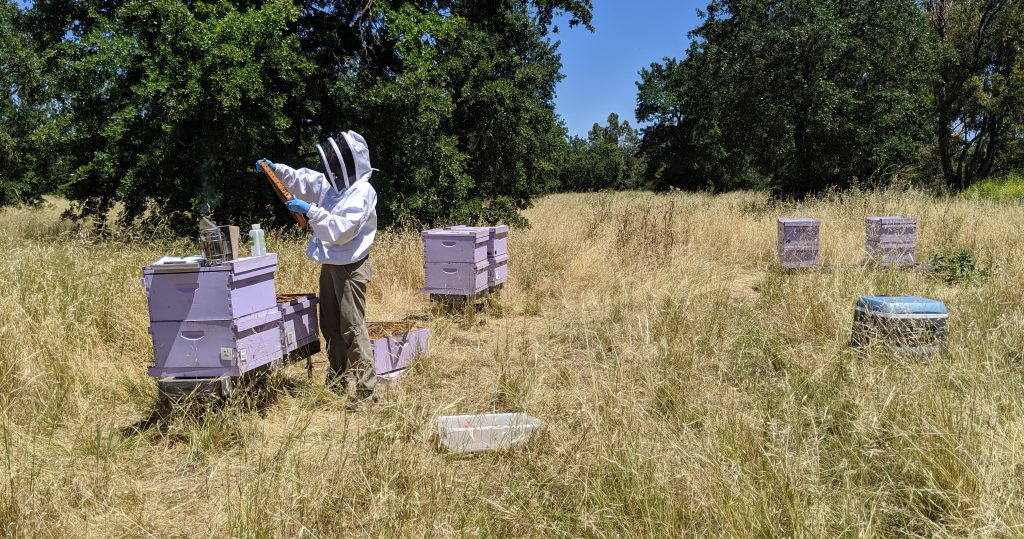 Research at the E. L. Niño Bee Lab at UC Davis | Bee Culture